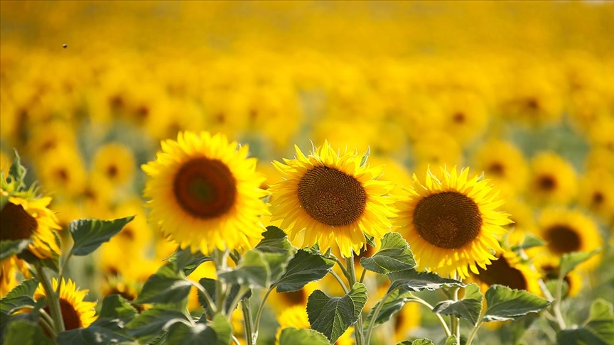 Ayçiçeği tohumundan 30 Haziran’dan sonra da gümrük vergisi alınmayacak