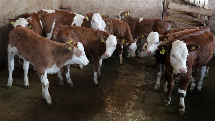 Şarbon hastalığı için hayvan sahiplerine tazminat ödenecek