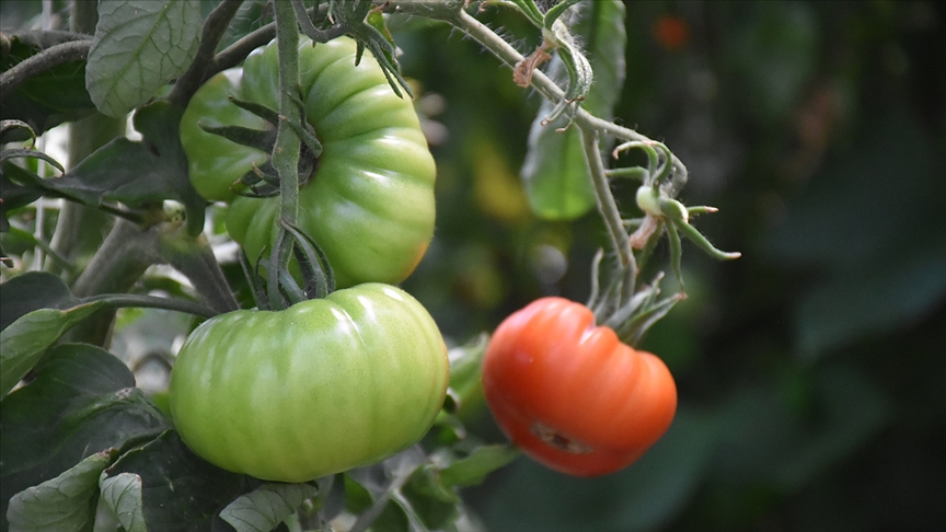 Organik tarımla ‘Zehirsiz Sofralar’ kurmak mümkün
