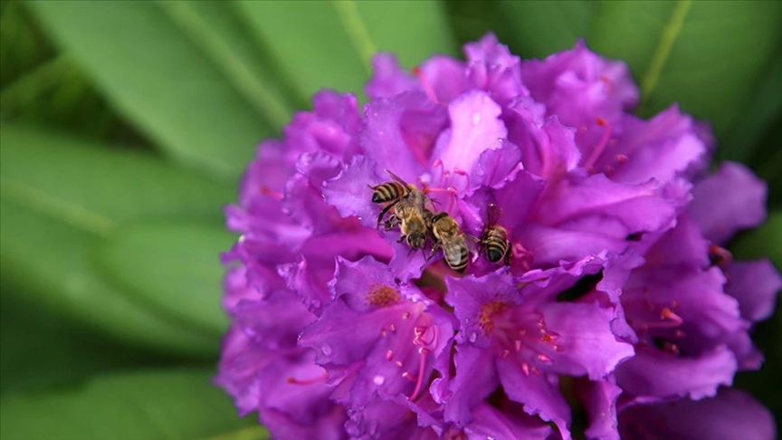 Sherlock Holmes filmine konu olan ‘deli bal’da üretim dönemi başladı