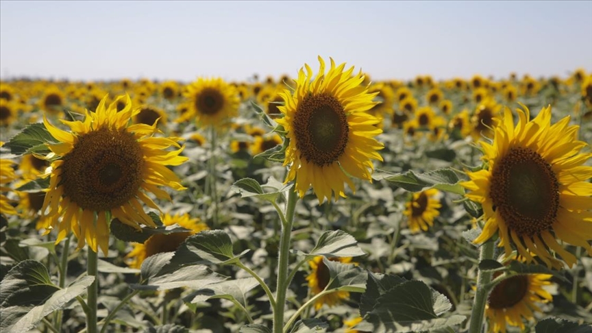 Ceylanpınar Tarım İşletmesi’nde ayçiçeğinde 18 bin ton rekolte bekleniyor