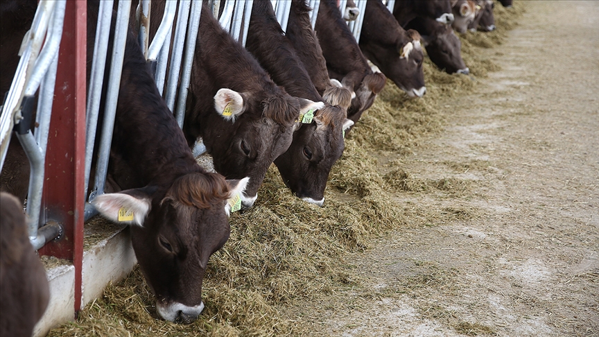 TMO’nun müdahalesiyle yem fiyatlarının düşmesi bekleniyor