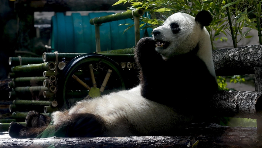 Japonya’da panda ikiz doğurdu