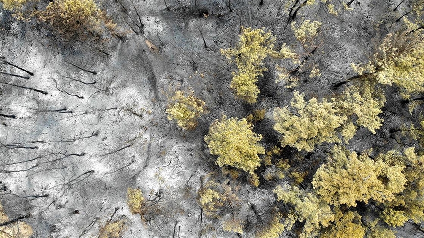 Orman yangını, çölleşme, kuraklık ve arazi bozulumu her yıl küresel ekonomiye 15 trilyon dolar zarar veriyor