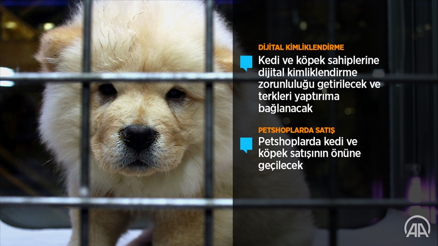 AK Parti, hayvanların korunmasına ilişkin kanun teklifini TBMM’ye sundu