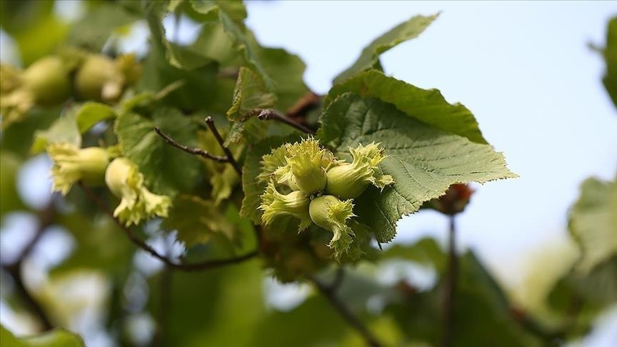Giresun’da fındıkta 2021 ürünü rekolte tespit çalışmaları başladı