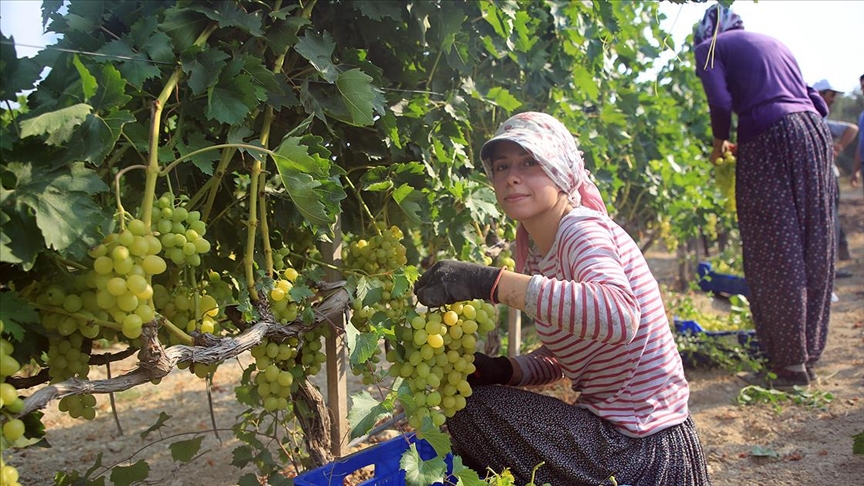 Çukurova’nın kavurucu sıcağında kadınların zorlu üzüm hasadı mesaisi