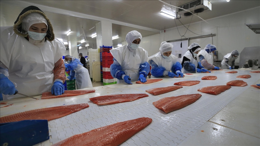 Elazığ’da yetiştirilen alabalık ve Türk somonu, lezzetiyle 30 ülkeden talep görüyor