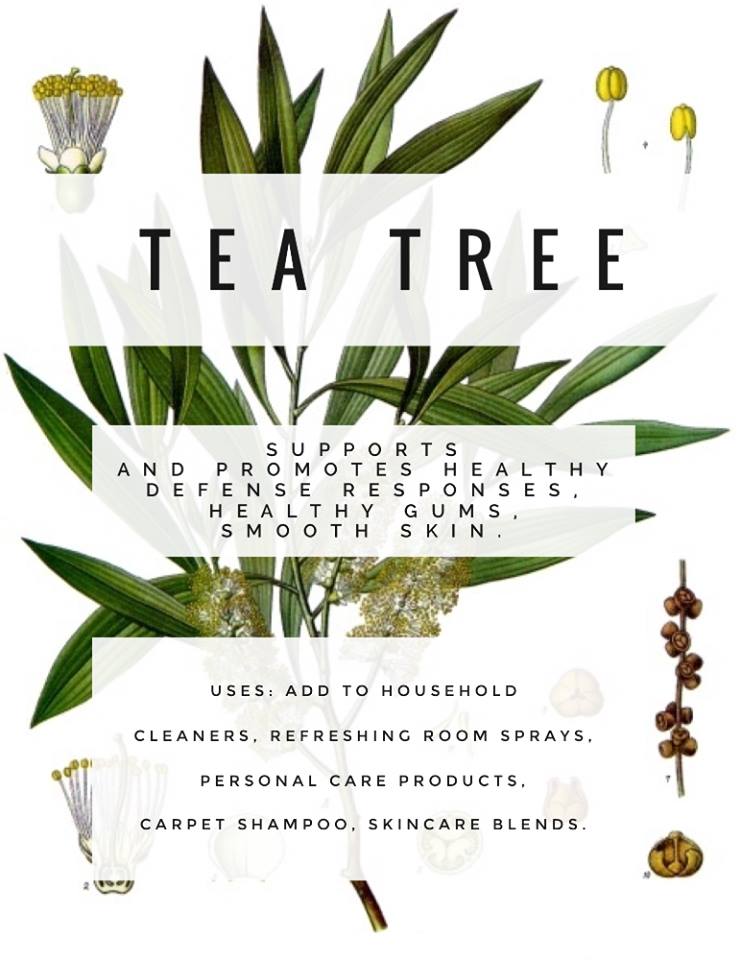 img="tea tree benefits"