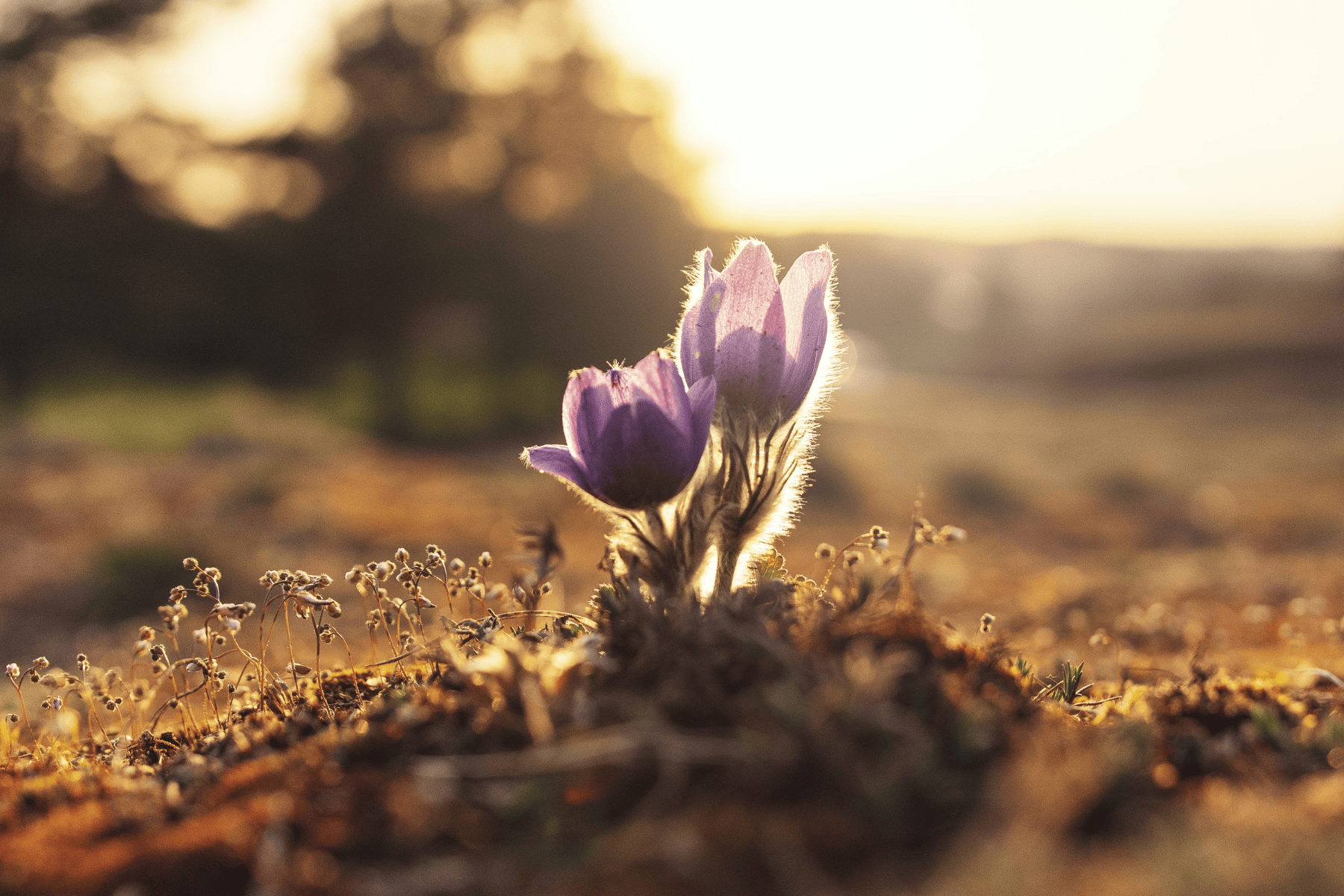 The Decision To Personal Growth – A Choice Or A Chance?