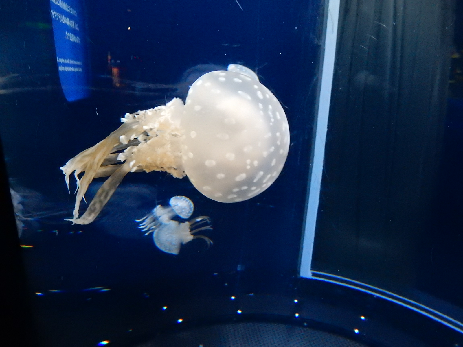 新江ノ島水族館の基本情報と見どころ ∞ ぶらぶら観光マップ