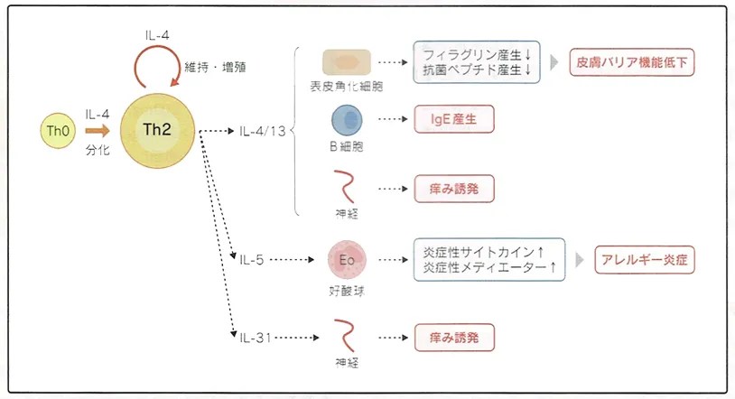 免疫抑制薬の種類と作用機序