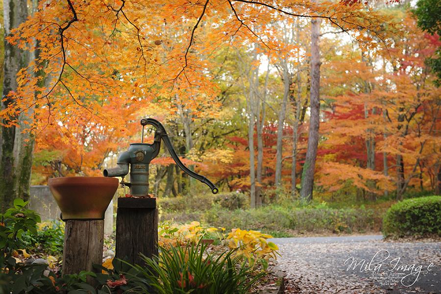 Shirin Park, Saitama