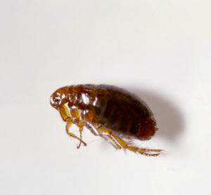 Can fleas live on clothes?
