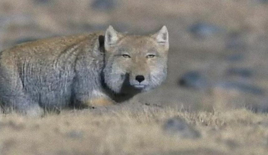 本命狙いのダークフェイス、ネットアイドル生物図鑑「チベットスナ