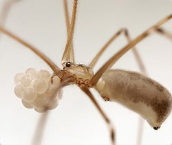 ザトウムシの大量発生映像 | カラパイア