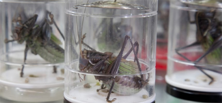 コオロギを闘わせ最強の虫王を決める中国伝統の昆虫バトル「闘蟋（とう