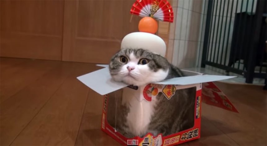見るだけでご利益ありそうな猫動画「鏡餅猫」 | カラパイア
