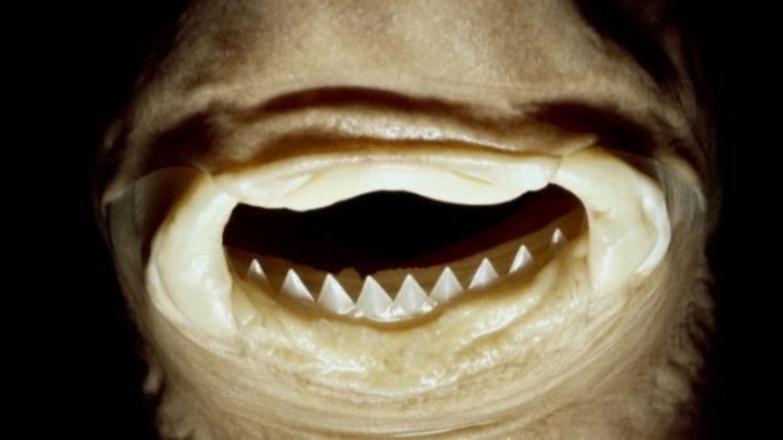 クジラの肉を丸ごとえぐりとる、鋭い歯を持つ深海生物「ダルマザメ