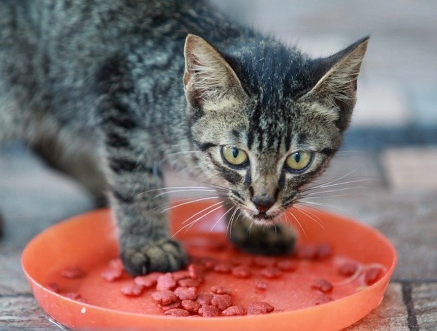 なぜ猫は食べ物を選り好みするのか？科学でその謎に迫る | カラパイア
