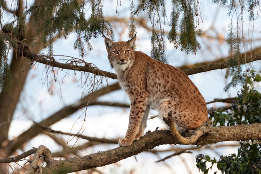 3e3293a2.jpg?crop=1&w=752&h=