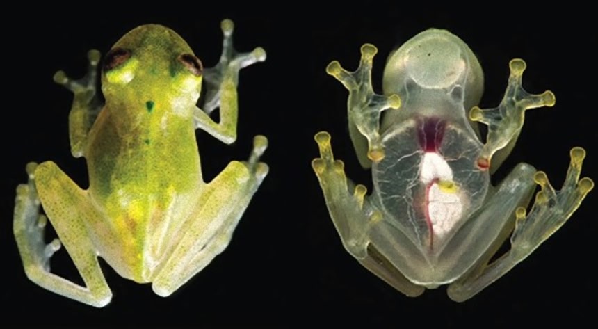 心臓の鼓動まで丸わかり！スルっと透明な新種のカエルが発見される