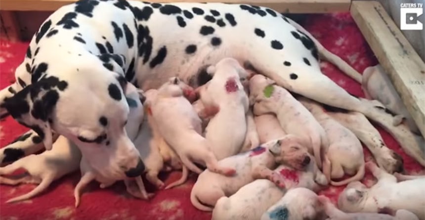 森の動物 -シュライヒ | 動物・恐竜フィギュアのZOOO! シュライヒ