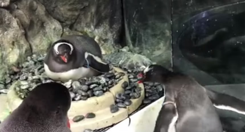今度はオーストラリアで。同性愛ペンギンカップル、愛情深くダミーの卵