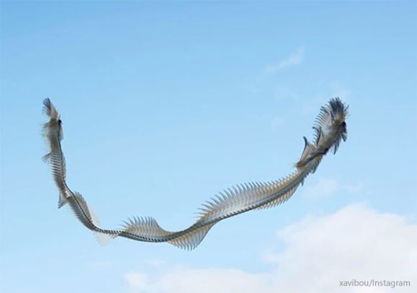 これはすごい！鳥の飛行軌跡を撮影したら大空を舞う巨大生物に変貌を