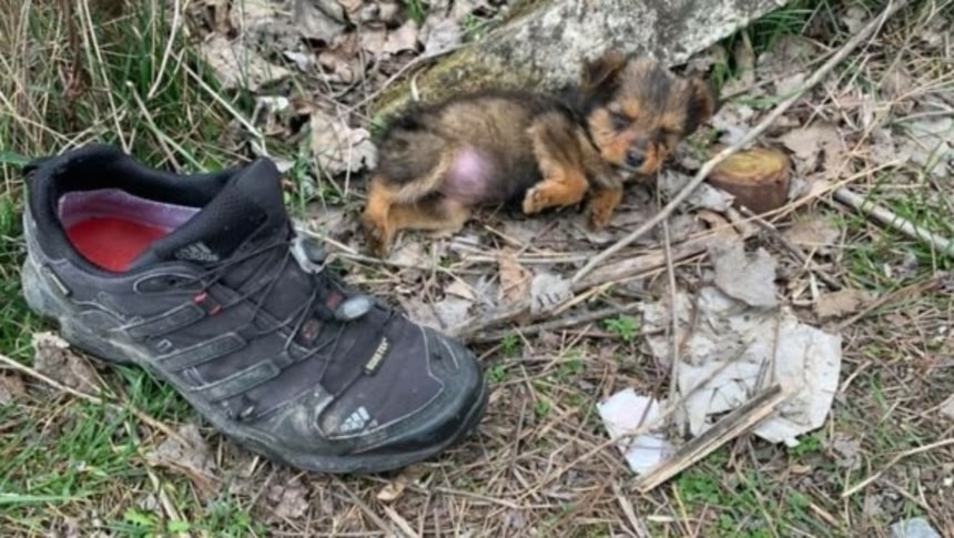 ゴミの中に靴に寄り添っていた子犬、やさしい男性に救われ、新たな家族の元へ | カラパイア