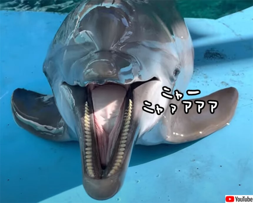 イルカの猫化？うれしいと尻尾を上げて「ニャー」と鳴く（要音声