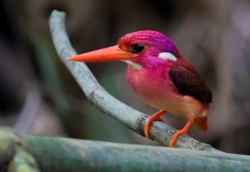 配色スタイリッシュ！アカカワセミの貴重な幼鳥の姿を130年ぶりに発見