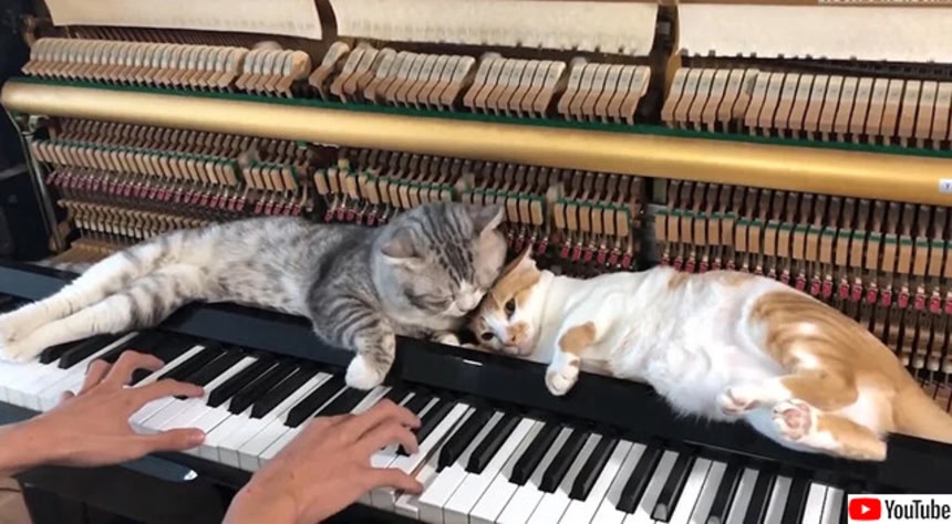 飼い主がピアノを弾くと特等席でリラックスする猫 | カラパイア