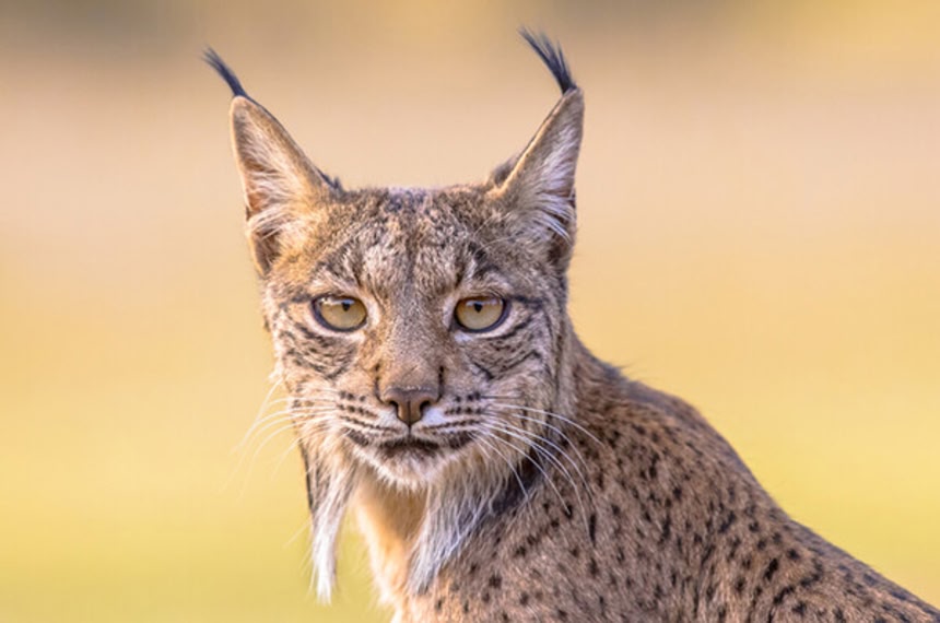 うれしいニュース。スペインオオヤマネコが絶滅の危機から復活