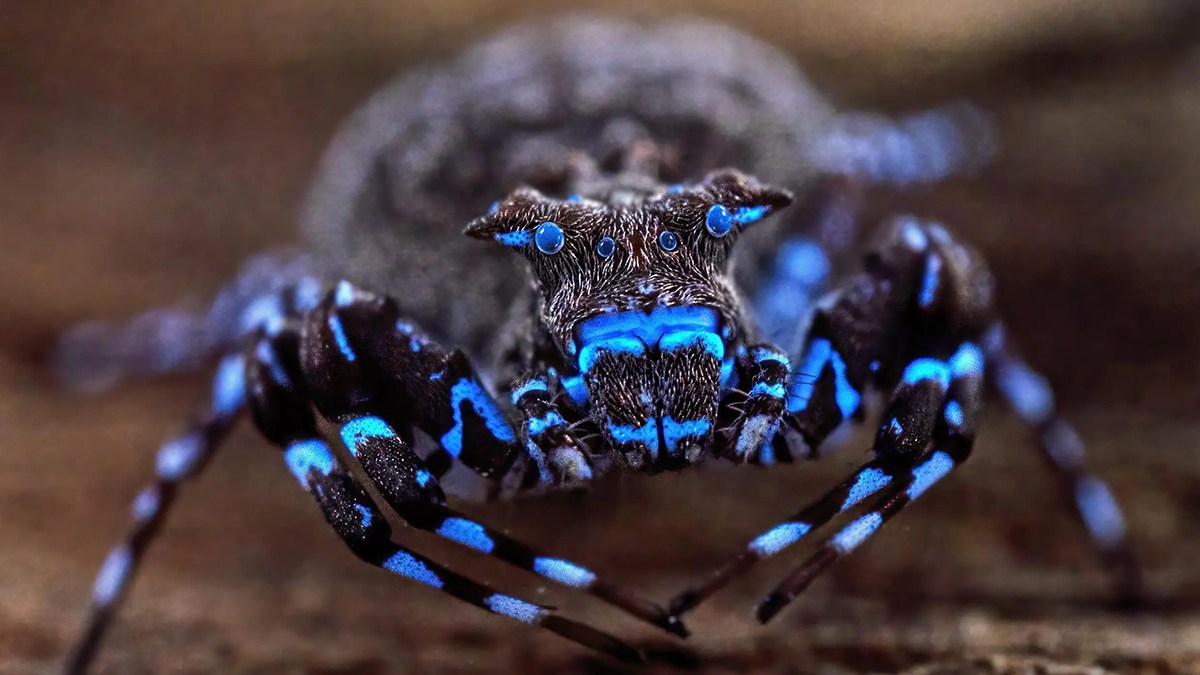 青く光るクモだと！アフリカの奥地で新種をふくむユニークな生物を続々