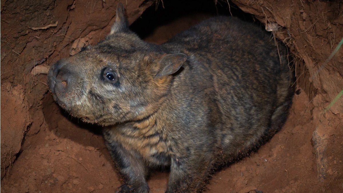 絶滅危惧種のキタケバナウォンバットの地下に広がる巨大トンネルを