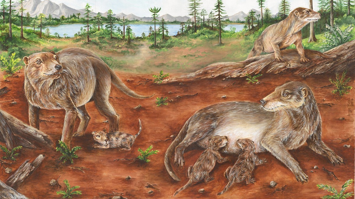 絶滅哺乳類Leptocheniaの下顎　ラクダ　哺乳類　化石　暁新世　アメリカ 1-72.jpg?crop=1&w=1152&h=648&