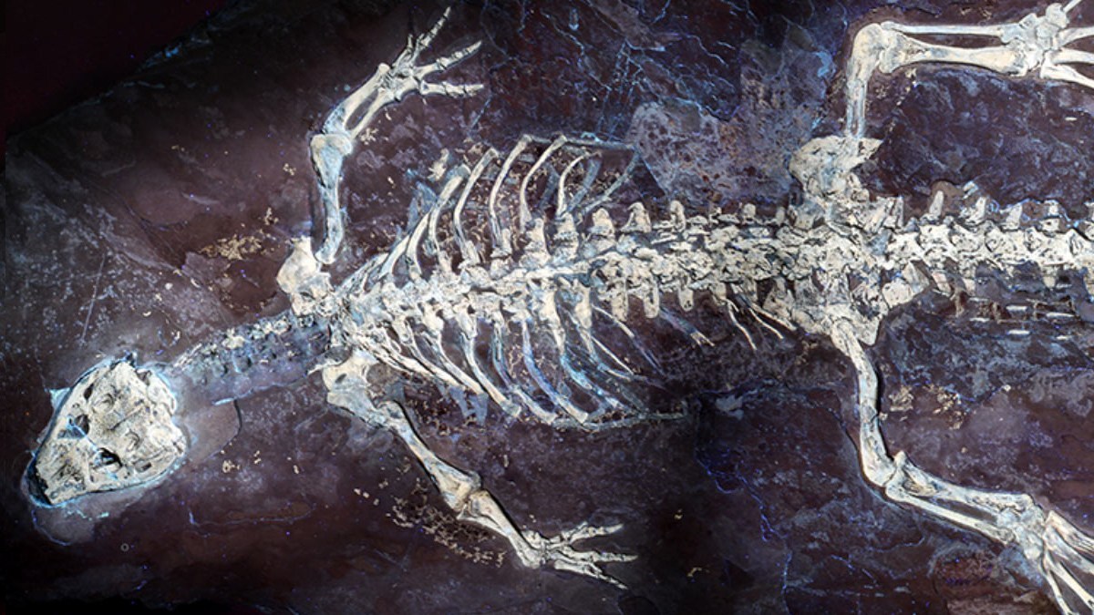 1億2500万年前のワニの体の模様が明らかに。紫外線で尾の縞模様が