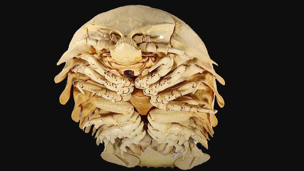 グソクムシ標本　 約8cm ダイオウグソクムシじゃなかった！ドイツの博物館に保管されていたのは