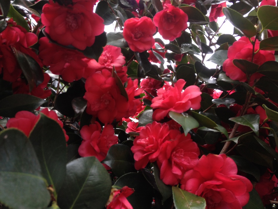 Red camelia