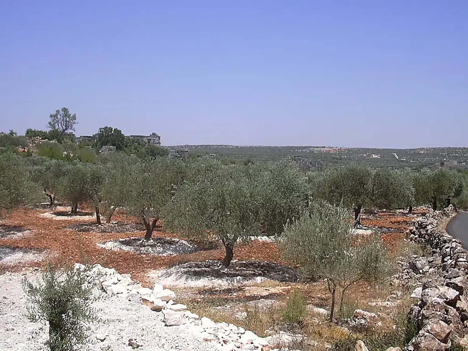 The truth about a video of gunfire and protesters being run over in Idlib