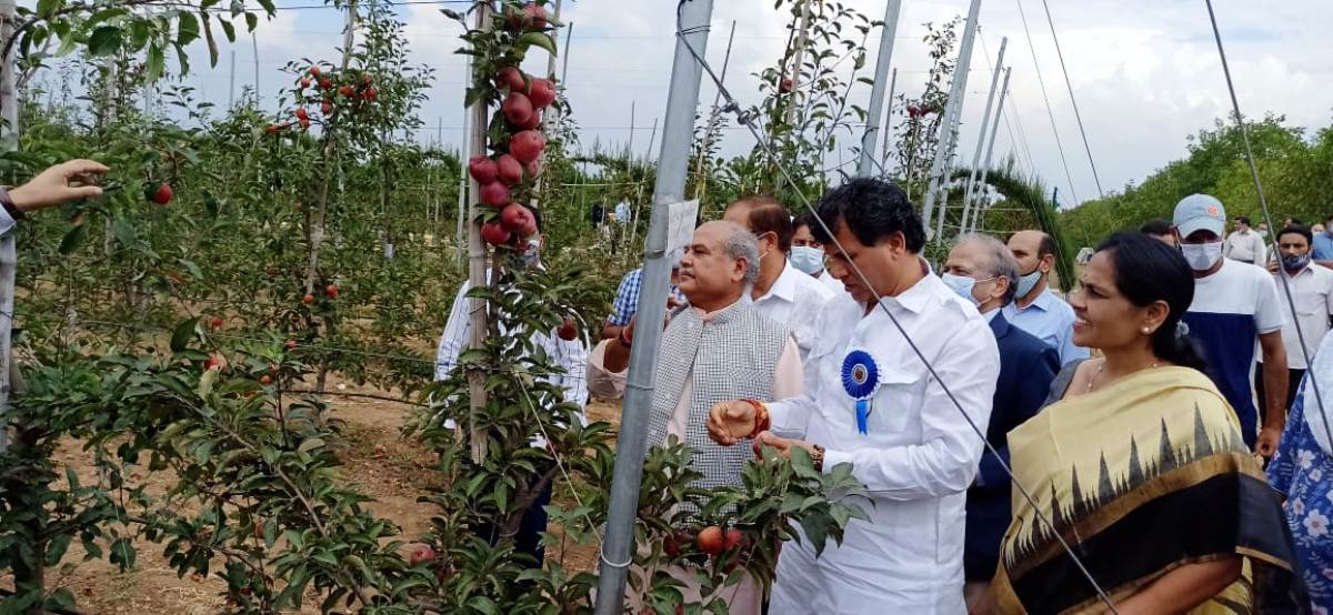 Is The Imported Iranian Kiwi Fruit A Threat To Kashmir Apple? - Vimarsana News