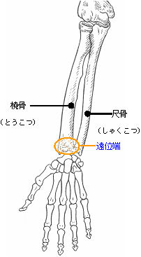 橈骨と尺骨はどっち？覚え方は？｜医学的見地から