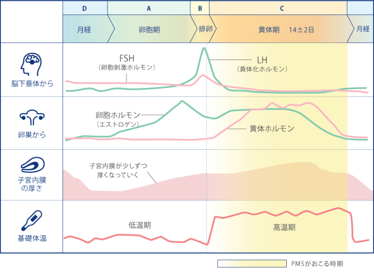 排卵時の子宮頸部の特徴
