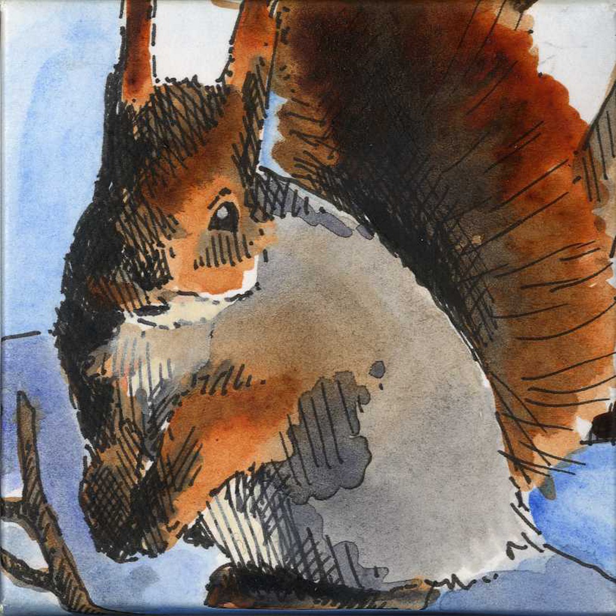 red-squirrel-3