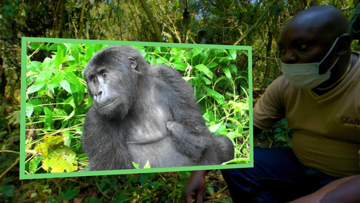 Introducing Gorilla Safari VR! A virtual gorilla trek