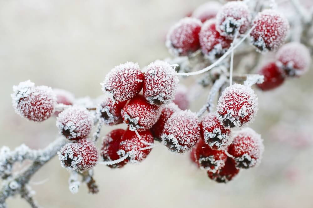 Winter Lawn Care