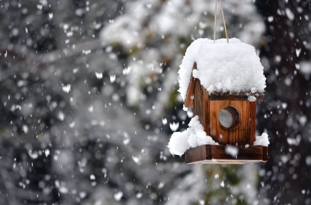 Winter Lawn Care