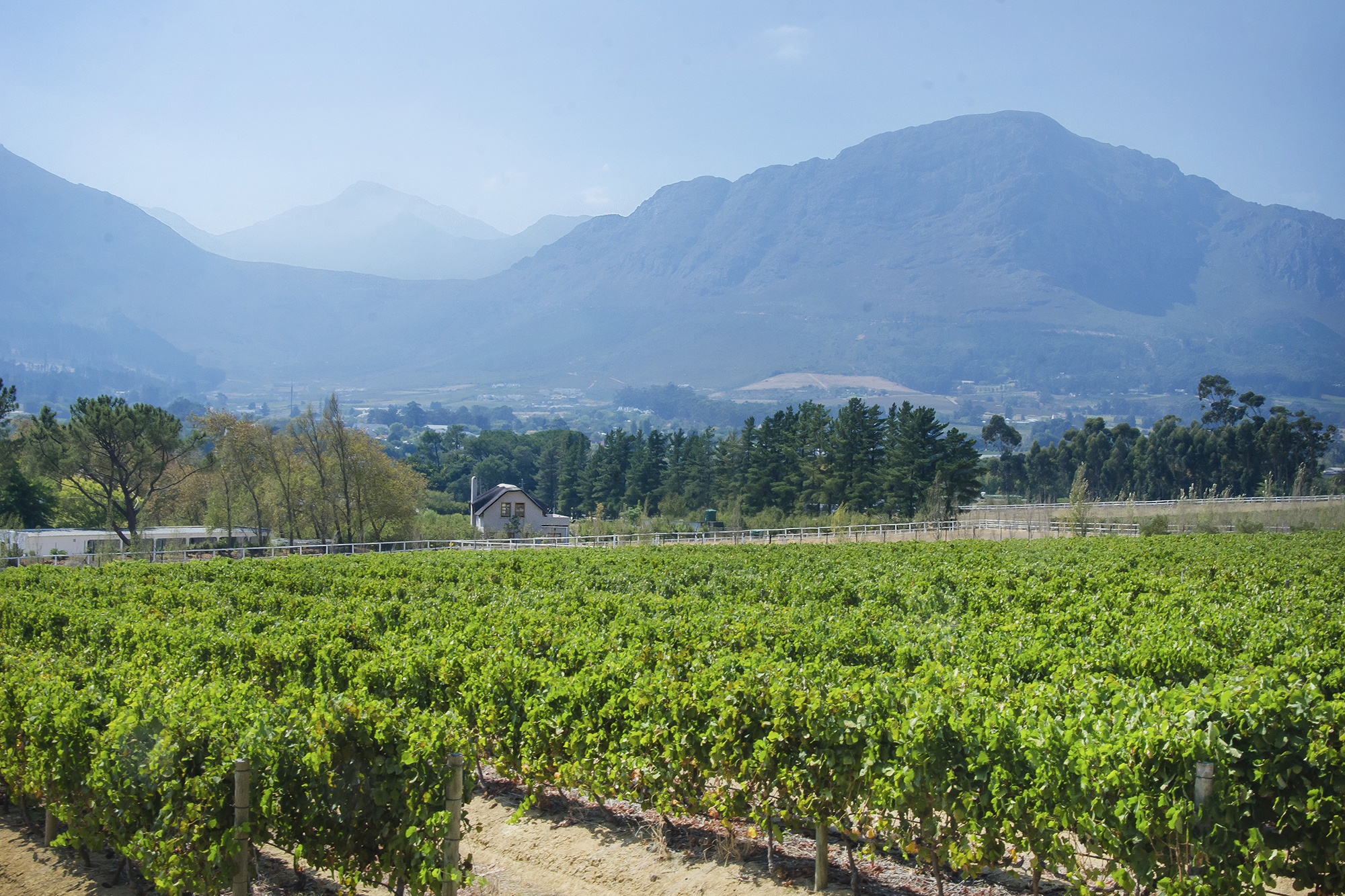 Wine Storage Companies