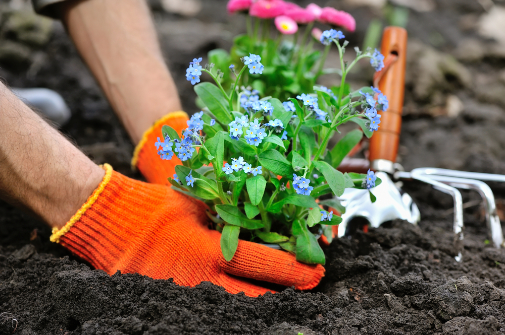 Low Maintenance Garden Ideas